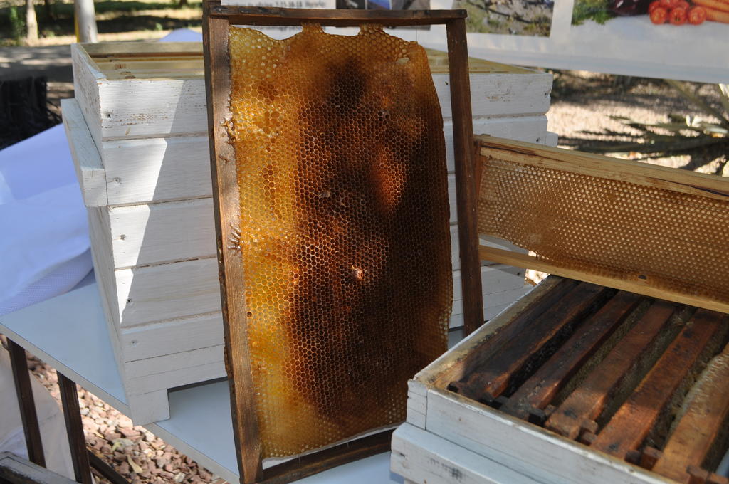 En riesgo, población de abejas. Noticias en tiempo real