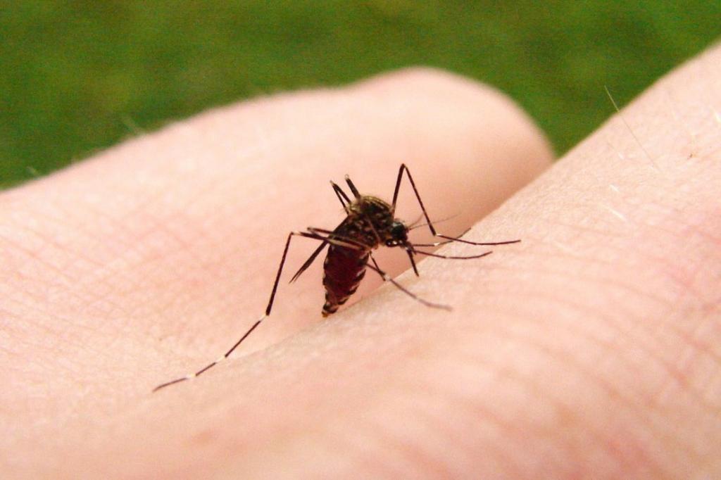 ¿Por qué los mosquitos sólo pican a algunas personas?. Noticias en tiempo real
