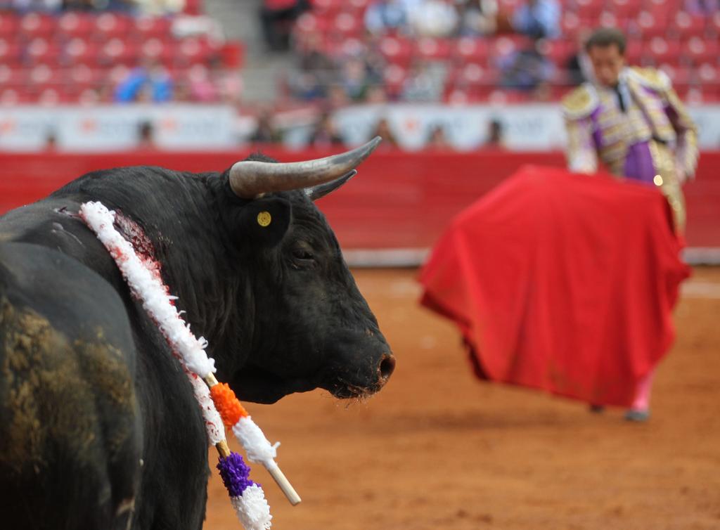 Prohíben las corridas de toros en Quintana Roo. Noticias en tiempo real