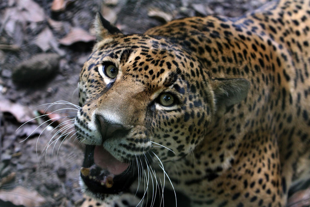 Pese a retos, crece población de jaguares en el país. Noticias en tiempo real