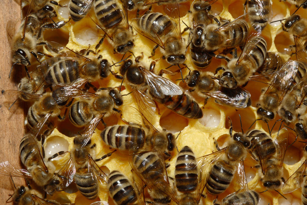 Muere mujer por ataque de abejas en Sinaloa. Noticias en tiempo real