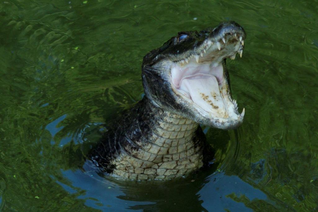 Desechar drogas por inodoro podría afectar a caimanes y patos. Noticias en tiempo real