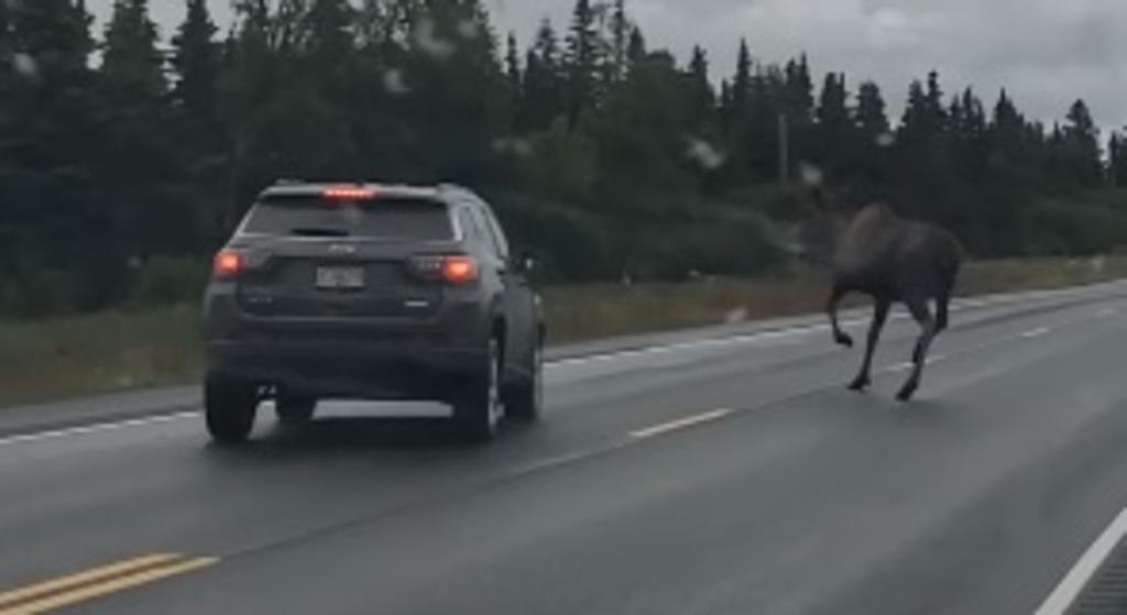 Camioneta por poco atropella a un alce que cruzaba una carretera. Noticias en tiempo real