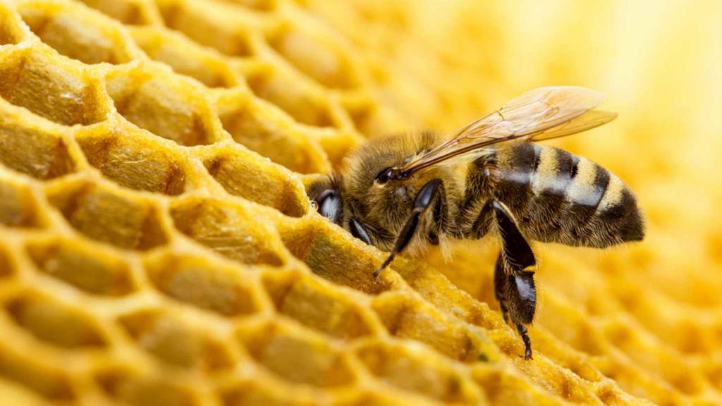 Buscan proteger a las abejas usando control biológico en plagas. Noticias en tiempo real