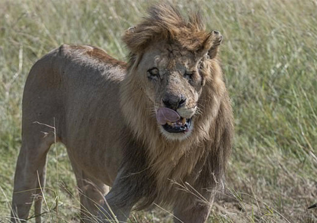 Captan al verdadero Scar en selva de Kenia. Noticias en tiempo real
