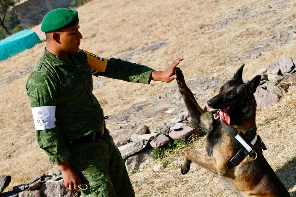 Binomio canino localiza droga oculta en muñecos de peluche. Noticias en tiempo real