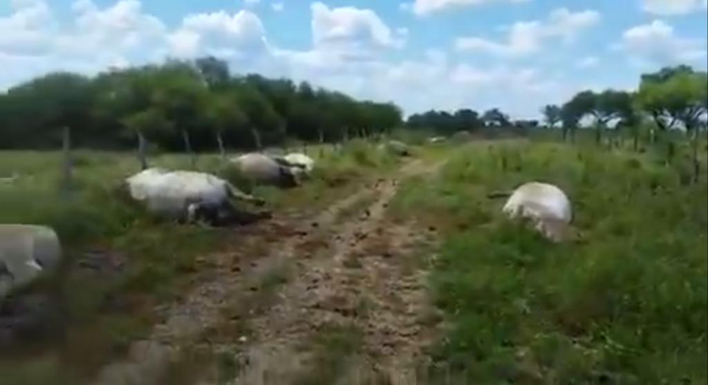 Mata rayo a 13 vacas en rancho de Nuevo León. Noticias en tiempo real