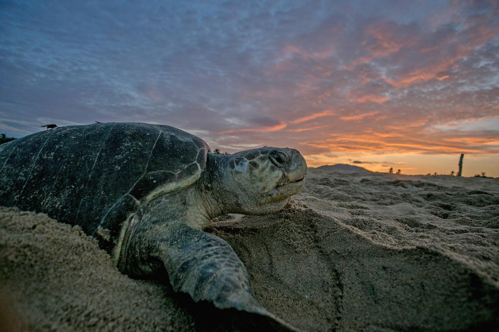 Confirman muerte de tortugas marinas por acumulación de sargazo. Noticias en tiempo real