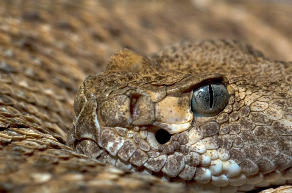Crisis climática impacta comportamiento de serpientes de cascabel: científicos. Noticias en tiempo real