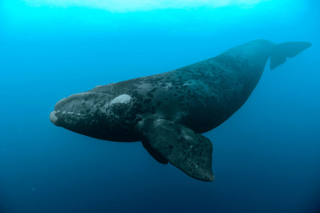 Canadá ajusta medidas para proteger a ballenas francas. Noticias en tiempo real