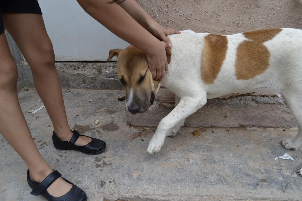 Proponen multas de hasta 76 mil pesos por maltrato animal en San Luis Potosí. Noticias en tiempo real
