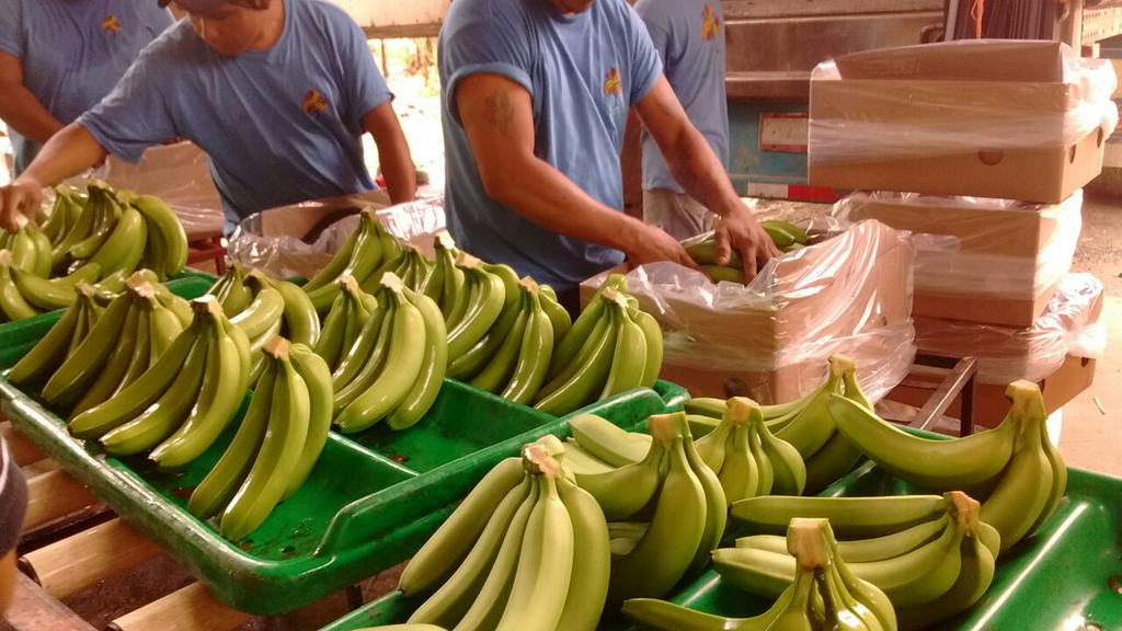 México se suma a frente internacional para proteger cultivo de plátano. Noticias en tiempo real