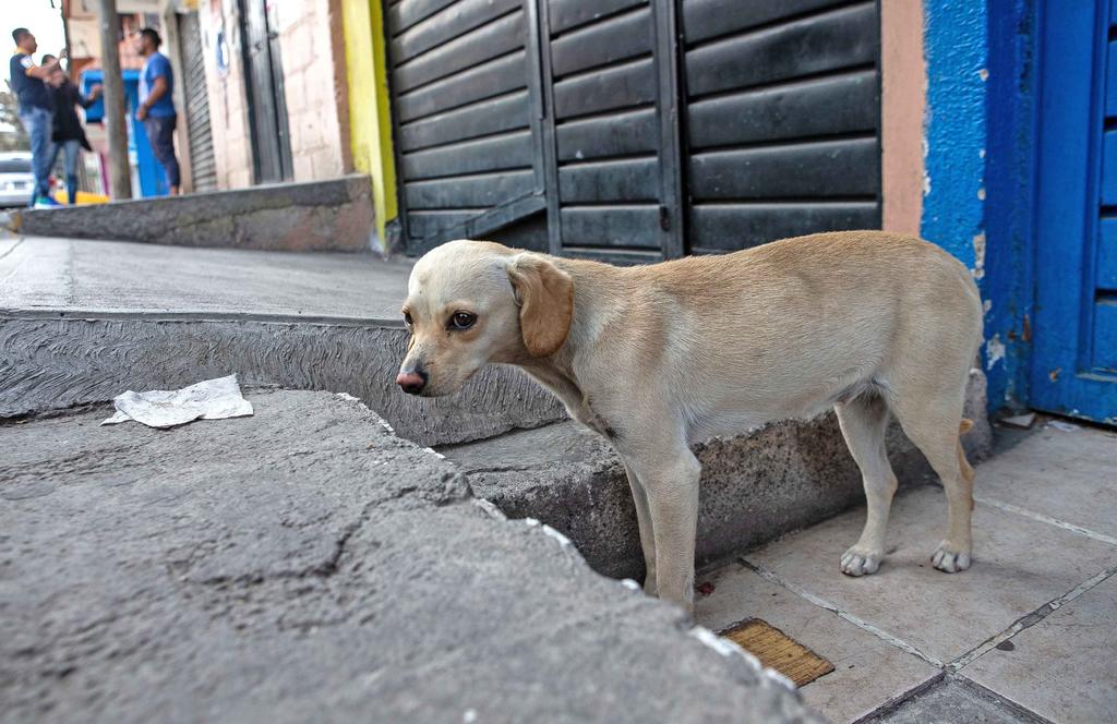 Exhortan a gobernadores a esterilizar perros callejeros. Noticias en tiempo real