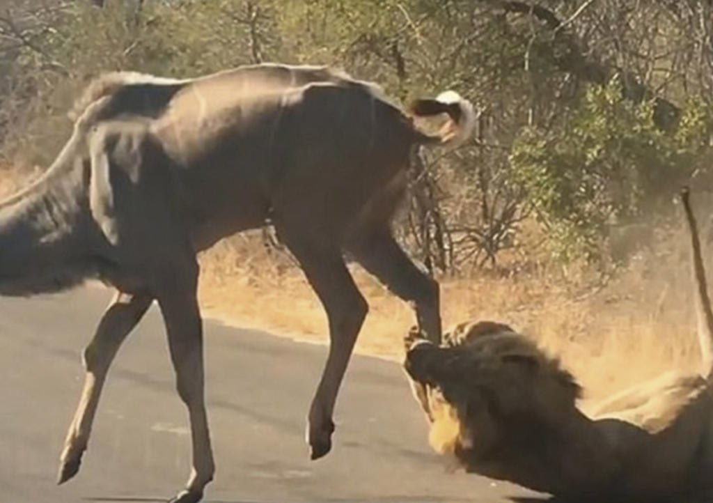 León caza a antílope frente a turistas. Noticias en tiempo real