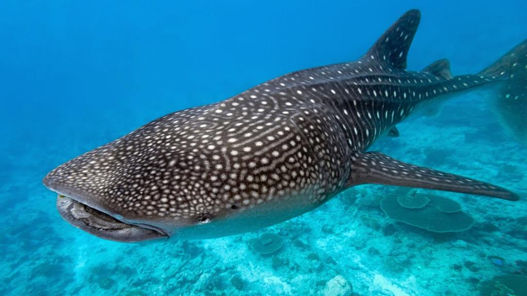 Denuncian maltrato de tiburón ballena en Quintana Roo. Noticias en tiempo real