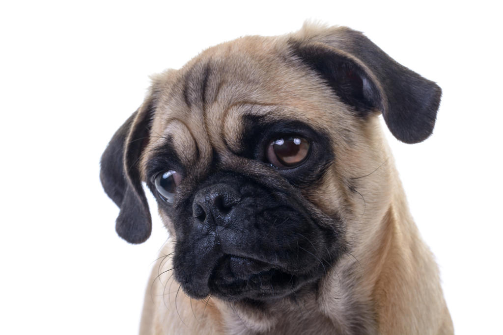 ¿Por qué tu perro llora cuando te vas?. Noticias en tiempo real