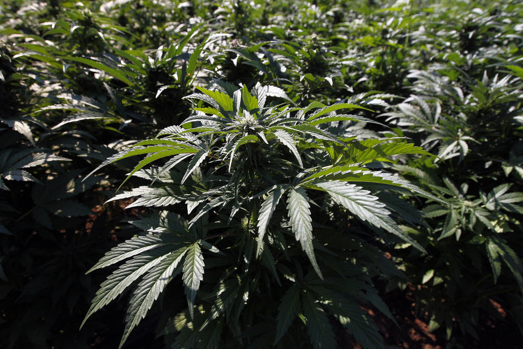 Acatará Cofepris orden de SCJN sobre uso medicinal de marihuana. Noticias en tiempo real