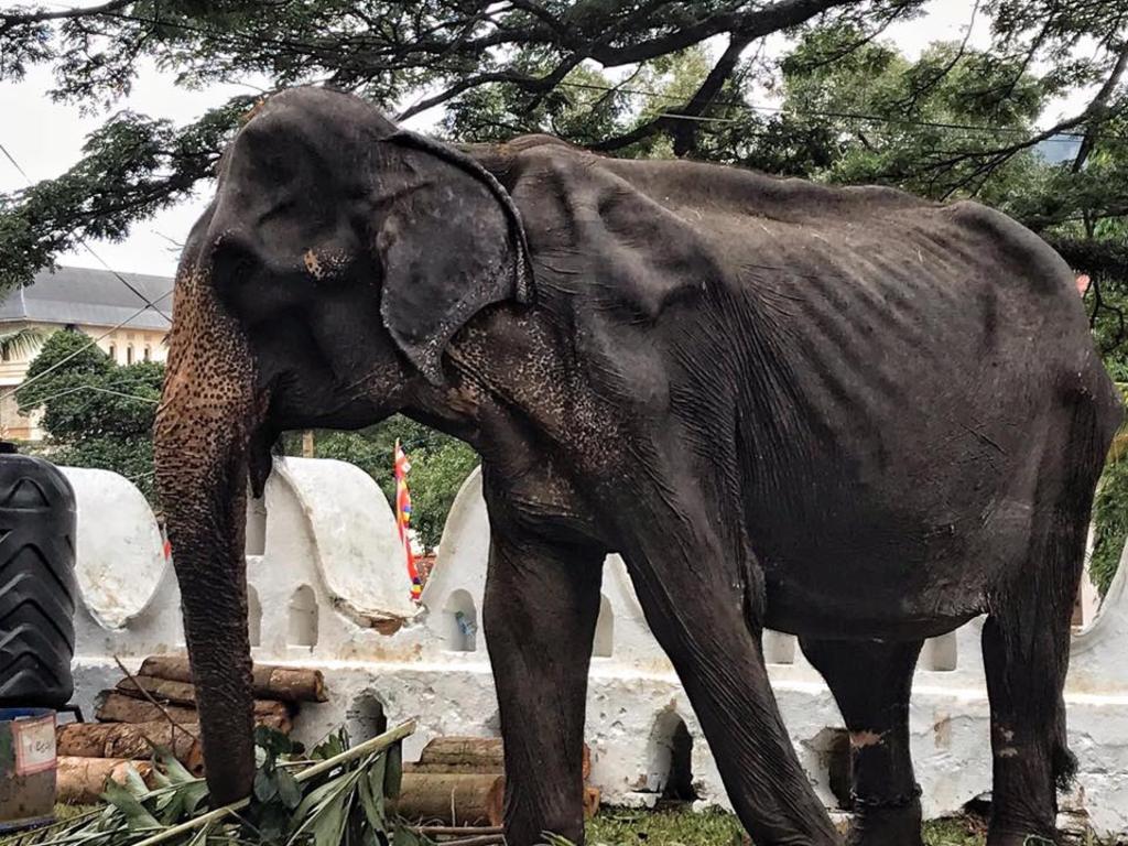 Imagen de elefante ‘en los huesos’ causa indignación. Noticias en tiempo real