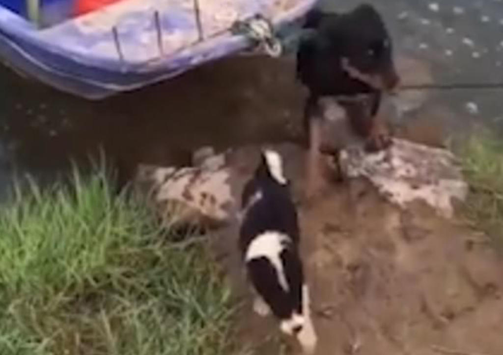 Perrito salta al agua para salvar a cachorro en lancha. Noticias en tiempo real