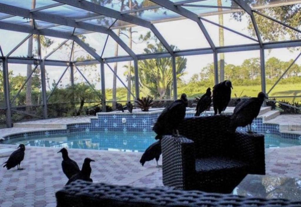 Casa de lujo en Florida es invadida por buitres como en filme de Hitchcock. Noticias en tiempo real