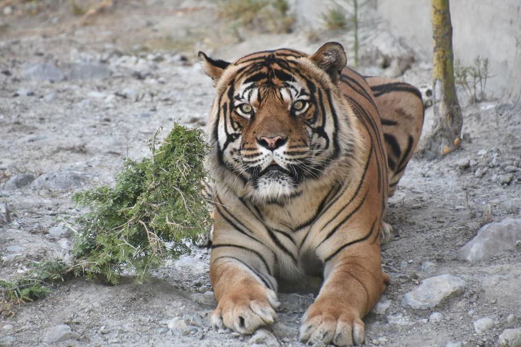 Rechaza Ayuntamiento cierre del zoológico de Monclova. Noticias en tiempo real