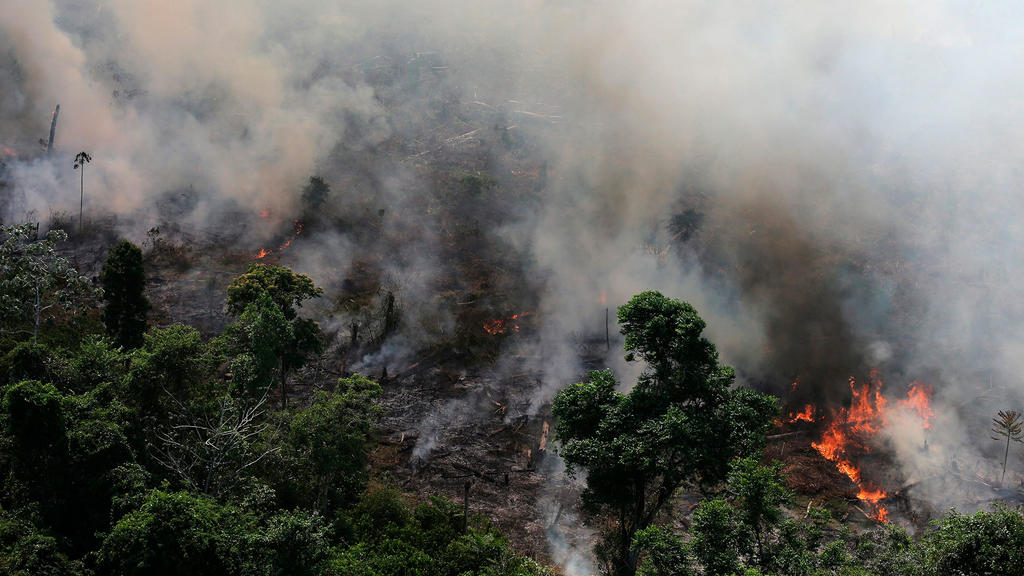 Deforestación en Amazonas devora por minuto más de tres canchas de futbol. Noticias en tiempo real