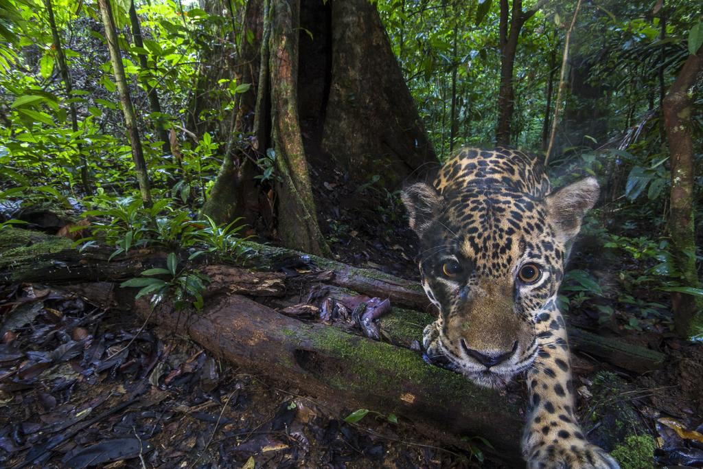 Animales luchan para ponerse a salvo de las llamas del Amazonas. Noticias en tiempo real