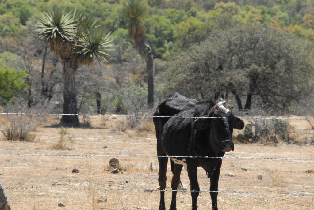 México está libre de 4 enfermedades exóticas de ganado: Sader. Noticias en tiempo real