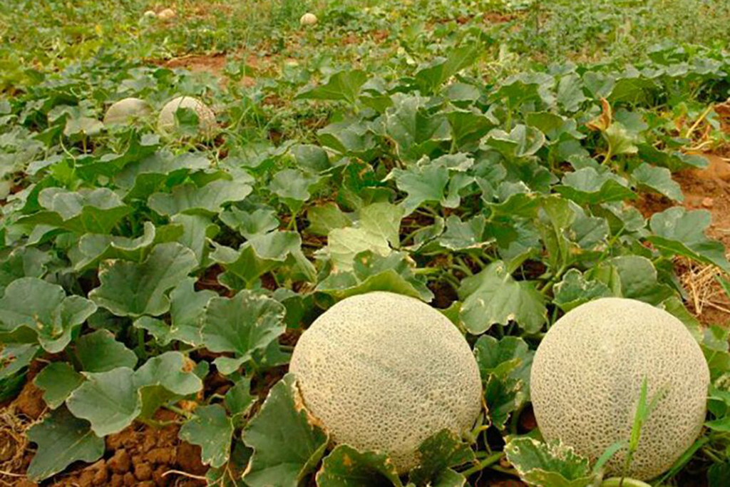 Inicia producción de melón tardío en Matamoros
