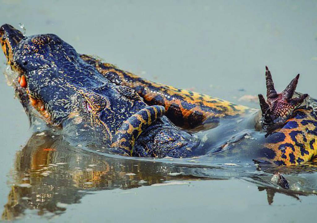 VIRAL: Captan épica pelea entre anaconda y caimán. Noticias en tiempo real