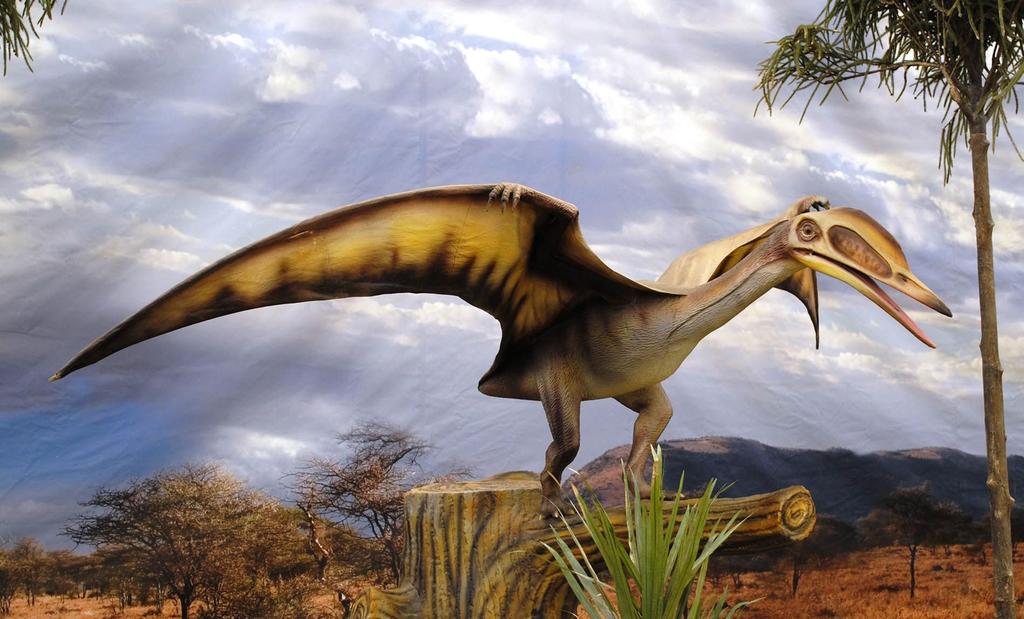 Nueva especie de pterosaurio encontrado entre fósiles de museos.