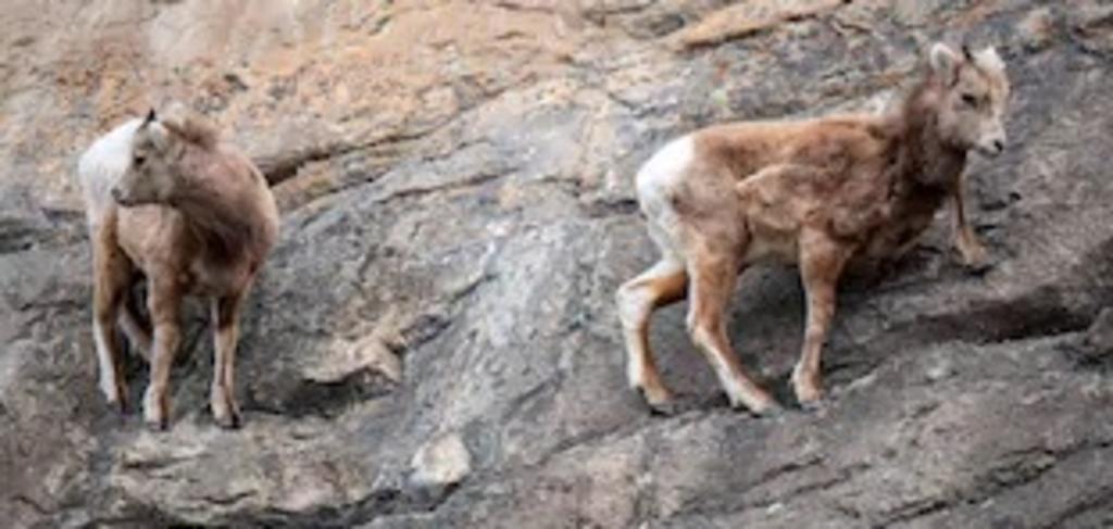 Cabras desafían a la gravedad mientras descienden un acantilado. Noticias en tiempo real