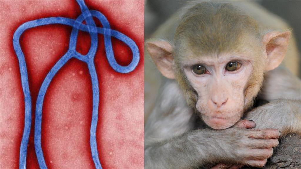 Monos se volvieron inmunes tras inocularles virus del Ébola con mutación. Noticias en tiempo real