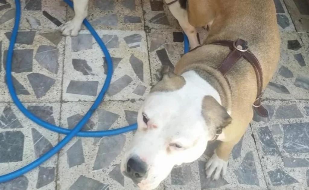 Buscan a El Orejas, hombre que mató a perra pitbull en Iztapalapa. Noticias en tiempo real