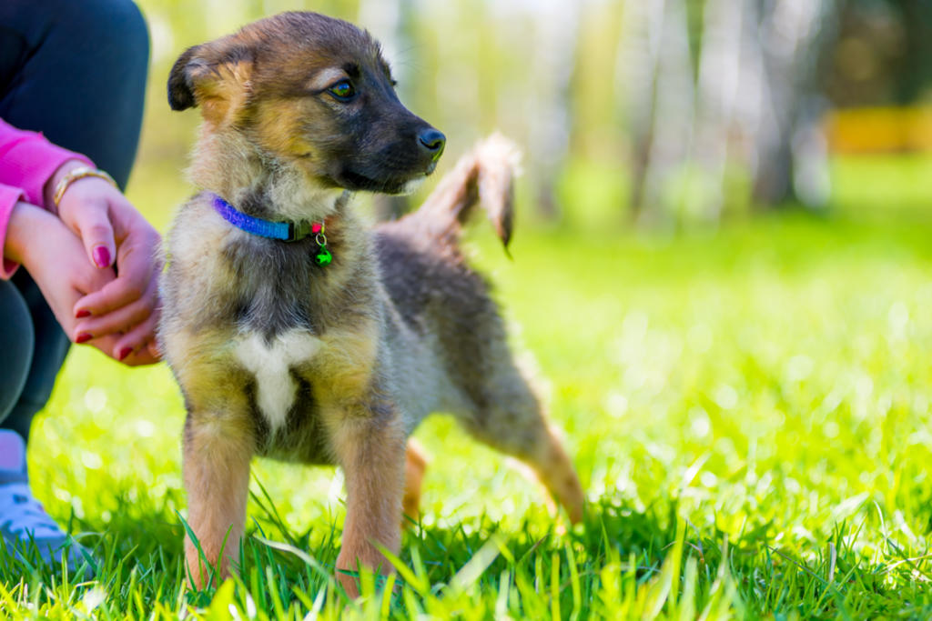 Resultado de imagen para entrenando perros