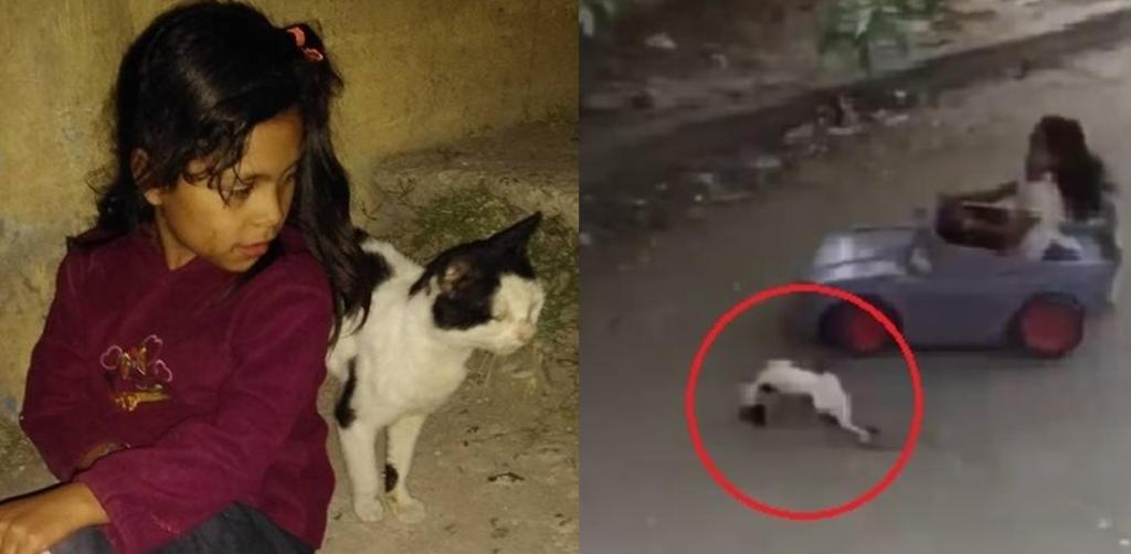 VIRAL: Dafne, la niña que atropelló al gato. Noticias en tiempo real