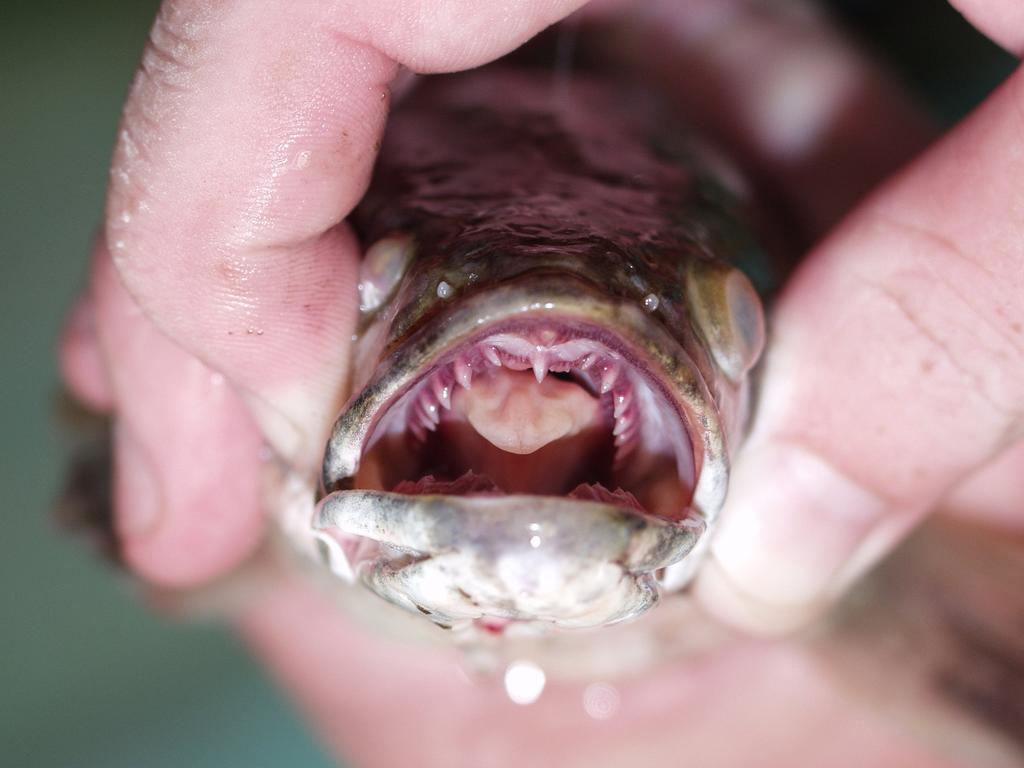 Channa argus, el peligroso pez que alerta a la población estadounidense. Noticias en tiempo real