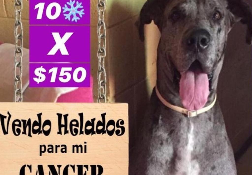 Lancer, el perrito que vende helados para pagar su tratamiento de cáncer. Noticias en tiempo real