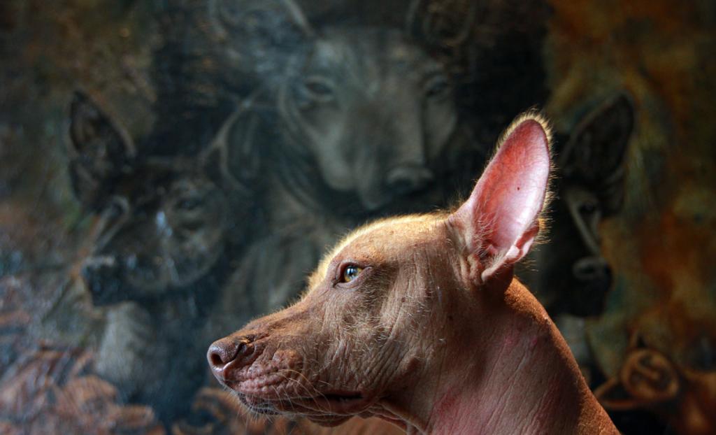 Xoloitzcuintle, el milenario perro mexicano. Noticias en tiempo real