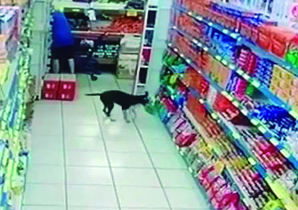 VIDEO: Perro delincuente; entra a tienda y roba donas. Noticias en tiempo real