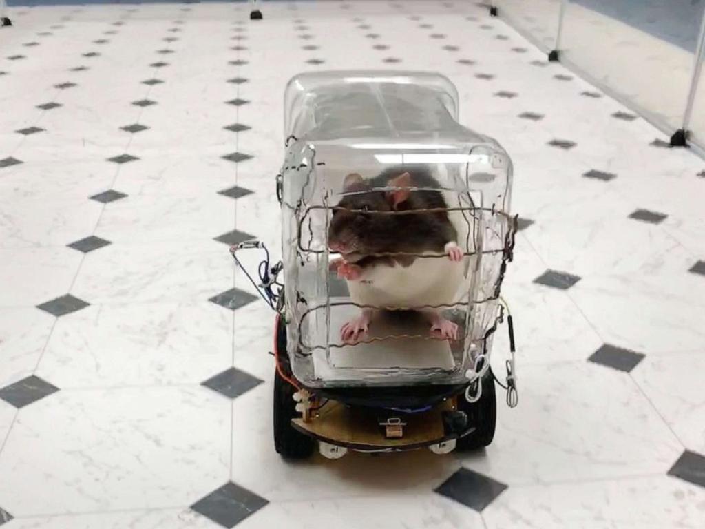 Resultado de imagen para ratas aprenden a manejar