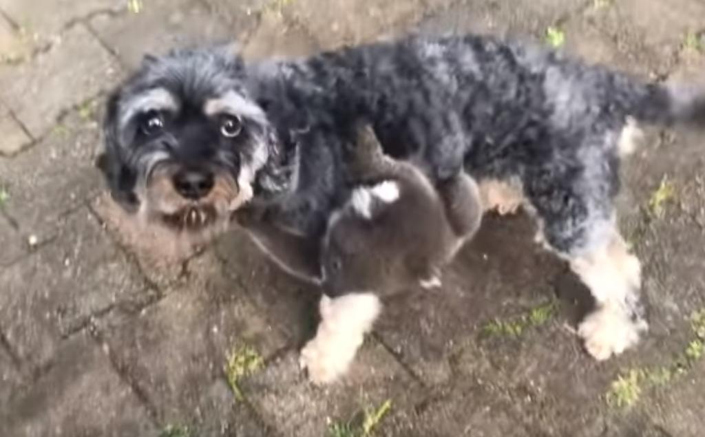 Viral Bebe Koala Se Aferra A Un Perro Al Creer Que Es Su Madre El Siglo De Torreon Viral Bebe Koala Se Aferra A Un Perro Al Creer Que Es Su Madre El Siglo De Torreon