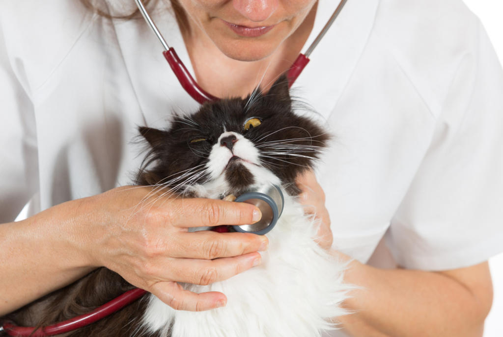 ¿Cada cuándo debo llevar al gato al veterinario?. Noticias en tiempo real