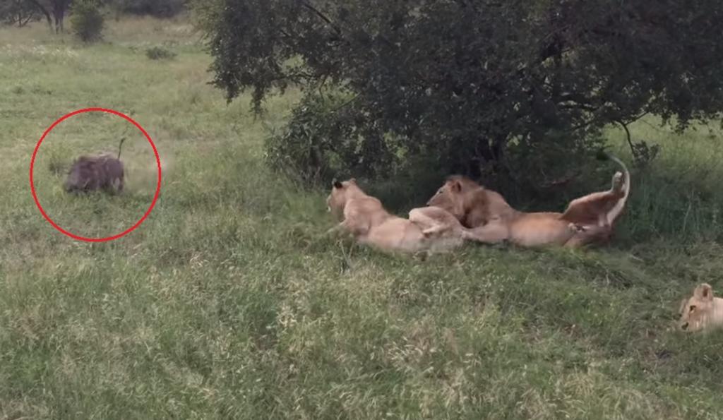 VIRAL: La reacción de un grupo de leones al ser despertados por un jabalí. Noticias en tiempo real