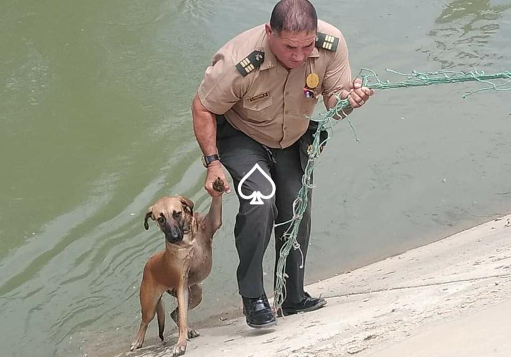 VIRAL: Policía rescata a perrito de ahogarse en un canal de riego. Noticias en tiempo real