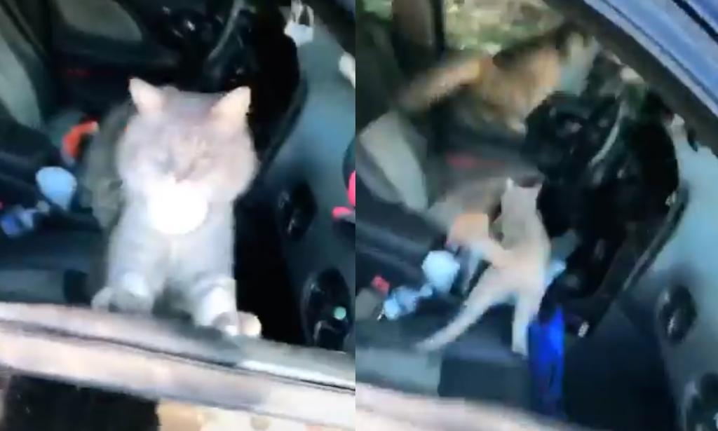 VIRAL: Gatos invaden el interior del carro de una mujer. Noticias en tiempo real