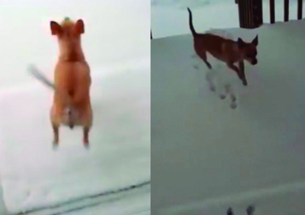 Video: Chihuahua se arrepiente de querer salir a jugar por el frío. Noticias en tiempo real