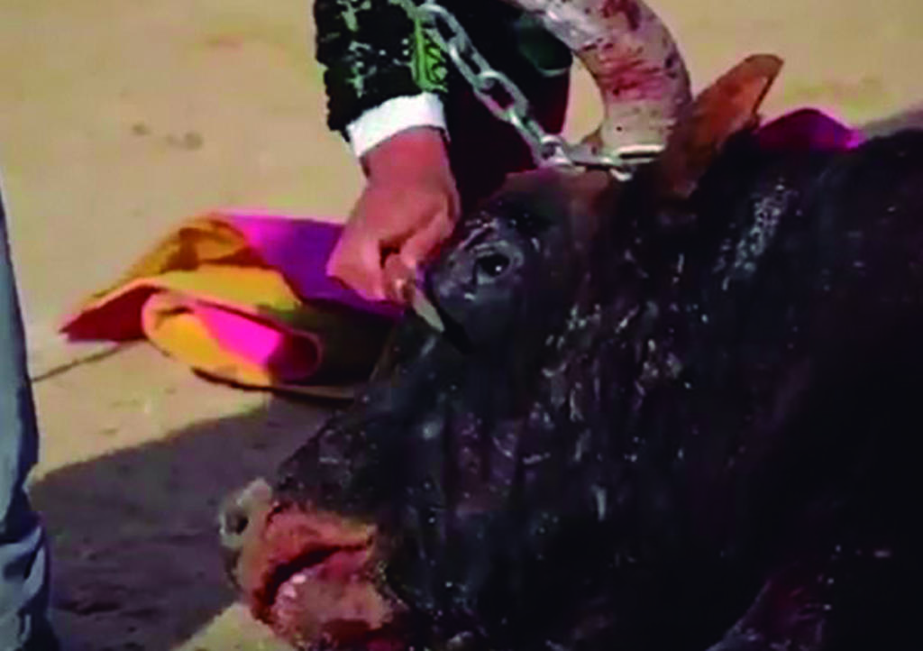 PETA difunde video de torero apuñalando a toro en la cabeza. Noticias en tiempo real