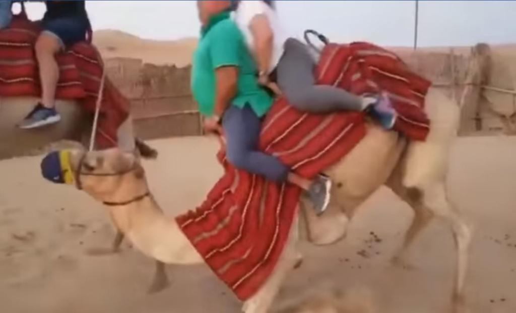 Video: Camello no resiste a turistas grandes y cae al andar. Noticias en tiempo real