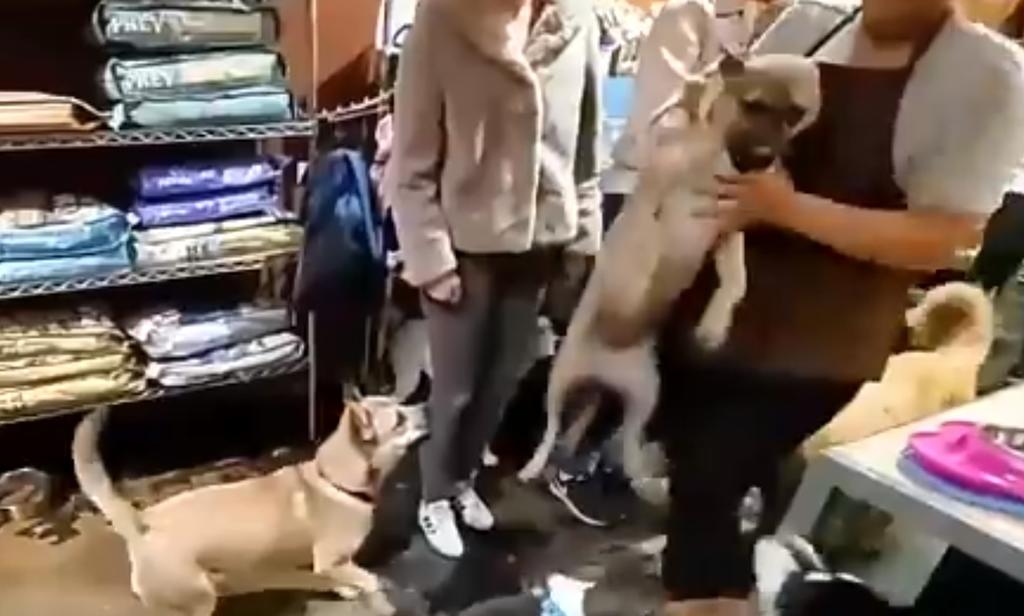 VIDEO: Empleada agrede violentamente a perro en tienda de mascotas. Noticias en tiempo real